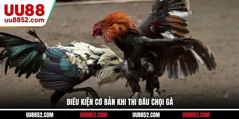 Điều kiện cơ bản khi thi đấu chọi gà