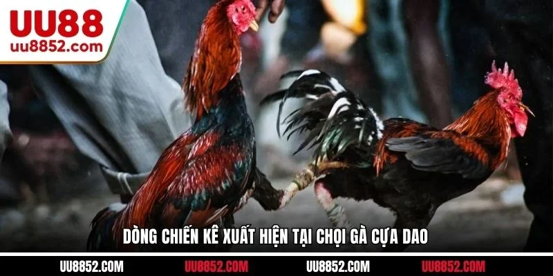 Dòng chiến kê xuất hiện tại chọi gà cựa dao